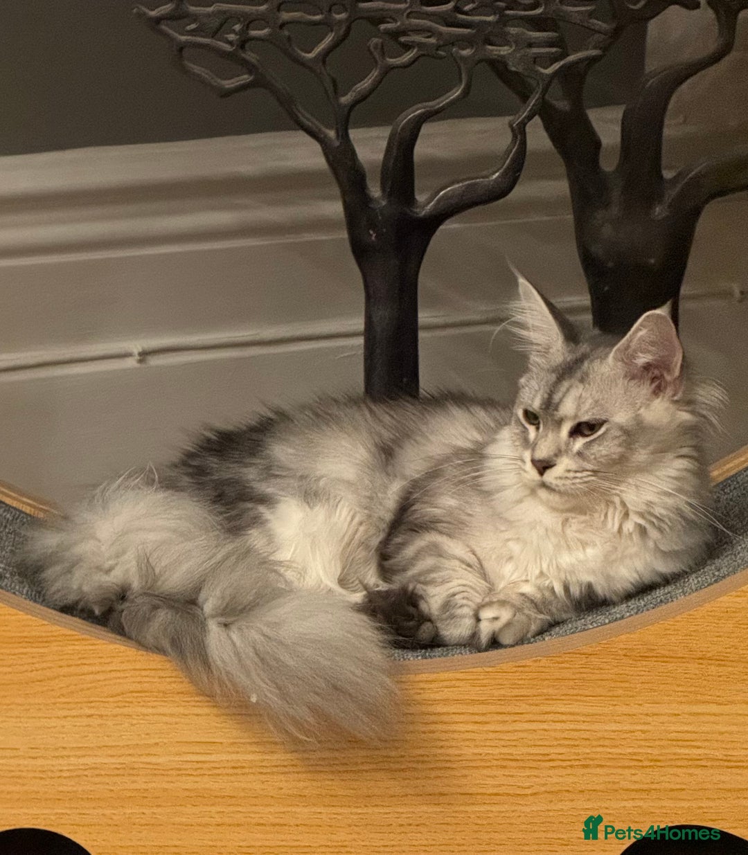 Maine Coon cats for sale: BEAUTIFUL PURE BREED MAINE COON KITTENS  - Image 12