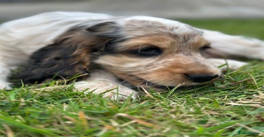 Cocker Spaniel dogs - Advert 1