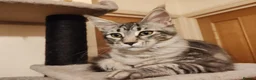 Maine Coon cats for sale: Lovely maine coon kittens - Advert 11