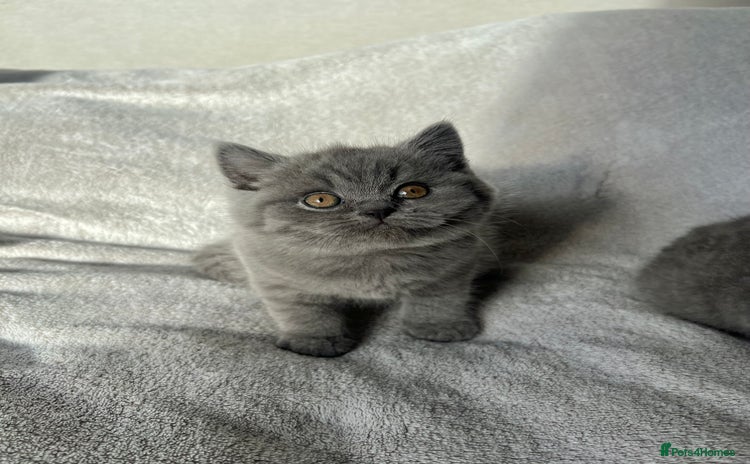 British Shorthair cats GCCF registered Blue British Shorthair kittens - Advert 1