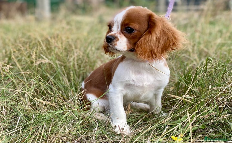 Cavalier King Charles Spaniel dogs - Advert 13