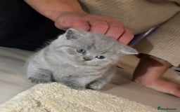 British Shorthair cats for sale: Beautiful British short hair kittens  - Image 1