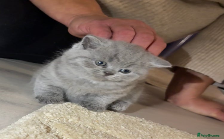 British Shorthair cats - Advert 1