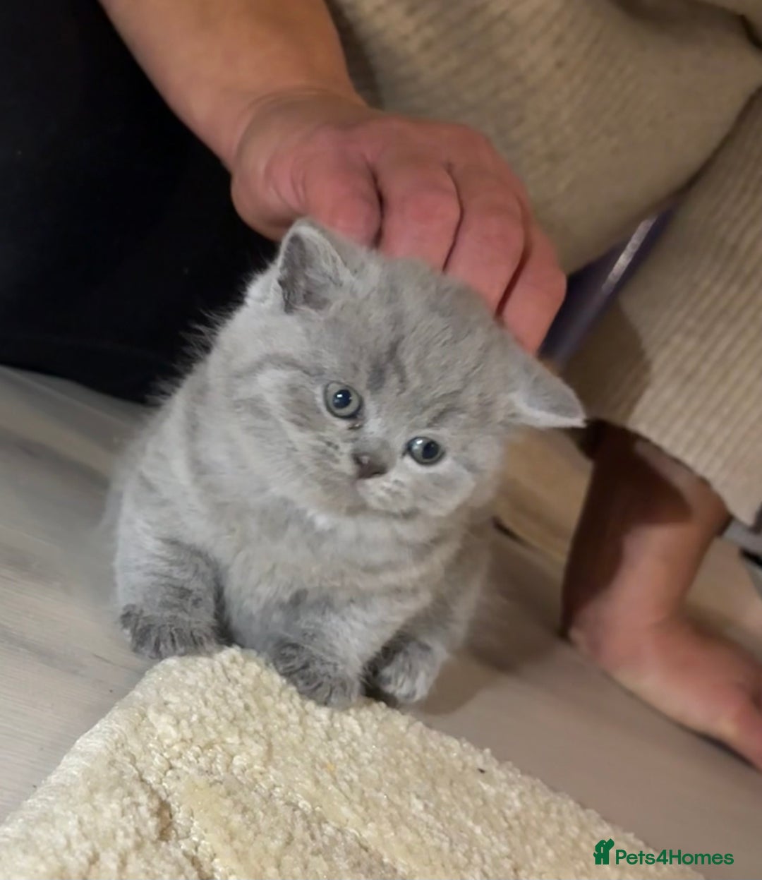 British Shorthair cats for sale: Beautiful British short hair kittens  - Image 1