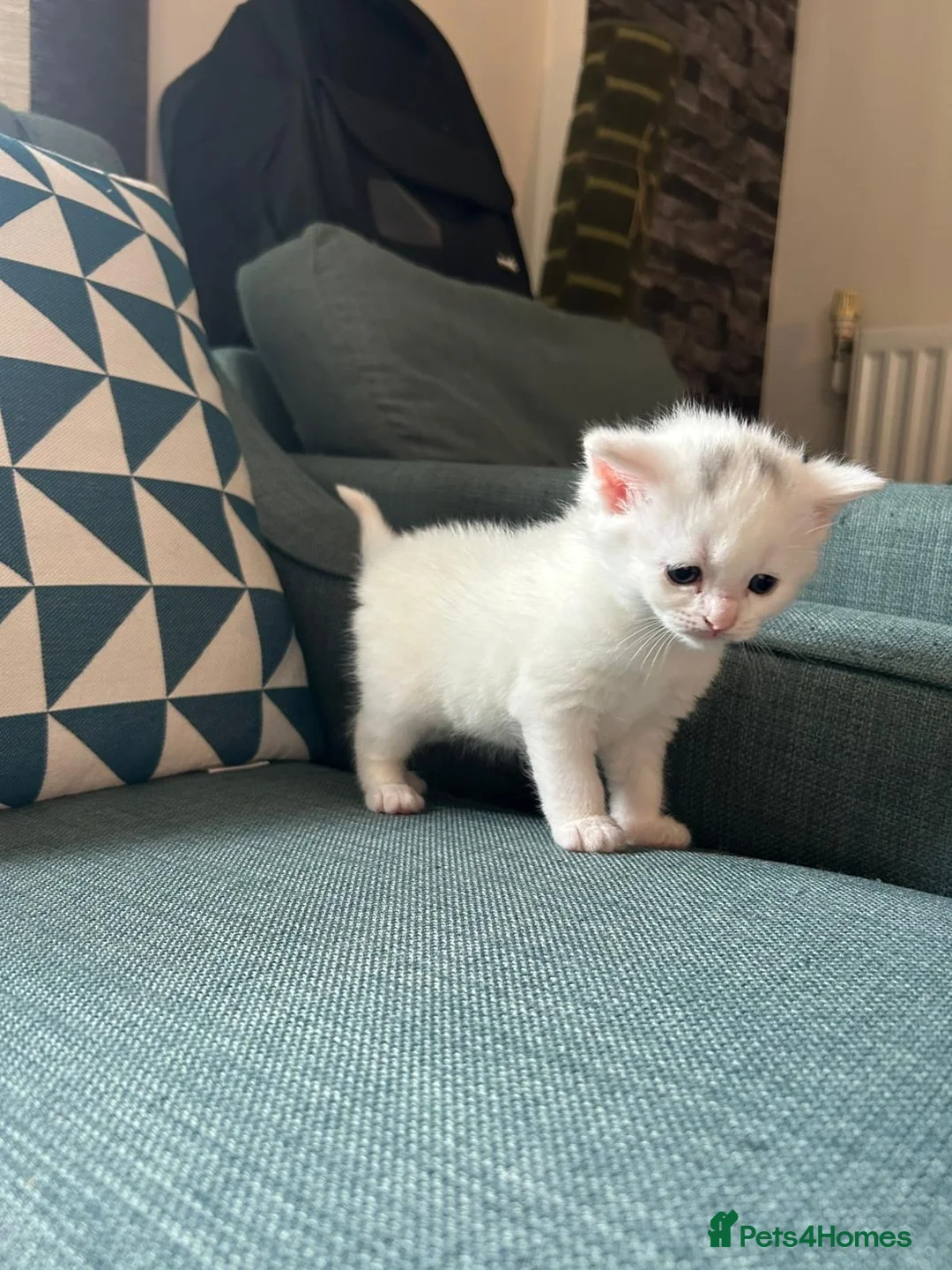 British Shorthair cats for sale: 4 adorable kittens remaining ready for a new home - Advert 2