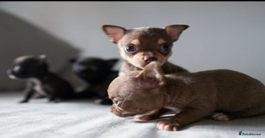 Chihuahua dogs - Advert 15
