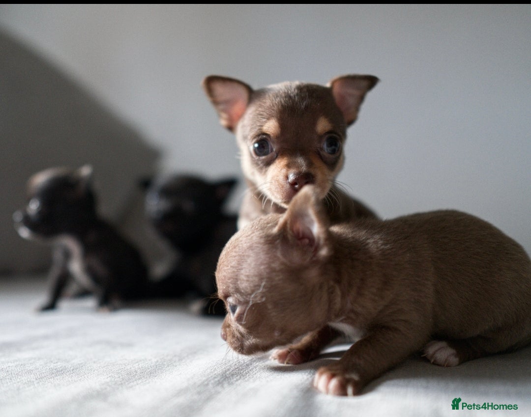 Chihuahua dogs for sale: Micro Chihuahua Puppies - Exceptional Lines - Image 2