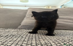 Mixed Breed cats for sale: Adorable kittens for sale  - Image 6