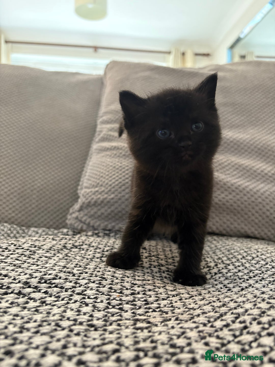 Mixed Breed cats for sale: Adorable kittens for sale  - Image 6