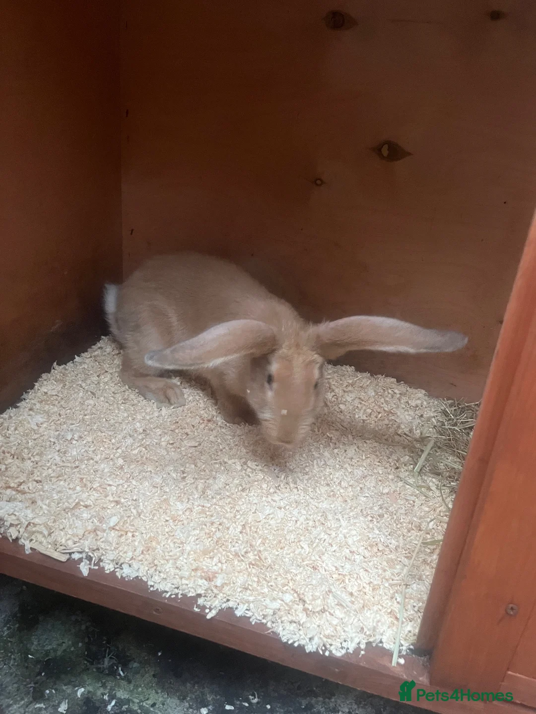 Continental Giant rabbits for sale: Continental giant boy - Advert 2