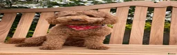 Miniature Poodle dogs for sale: Beautiful 6.5 months old red miniature poodle - Advert 3