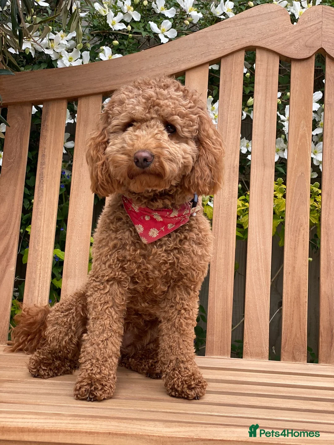 Miniature Poodle dogs for sale: Beautiful 6.5 months old red miniature poodle - Advert 3