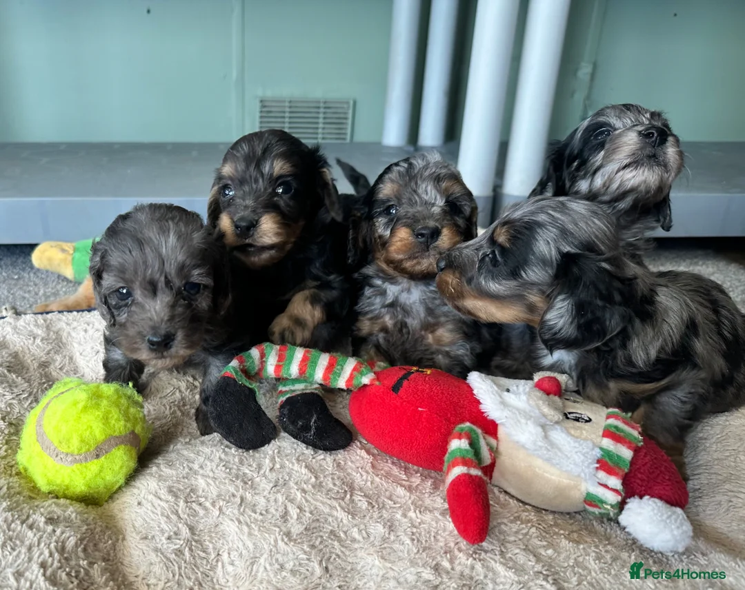 Doxiepoo dogs for sale: Stunning dachshund/poodle pups - Advert 1