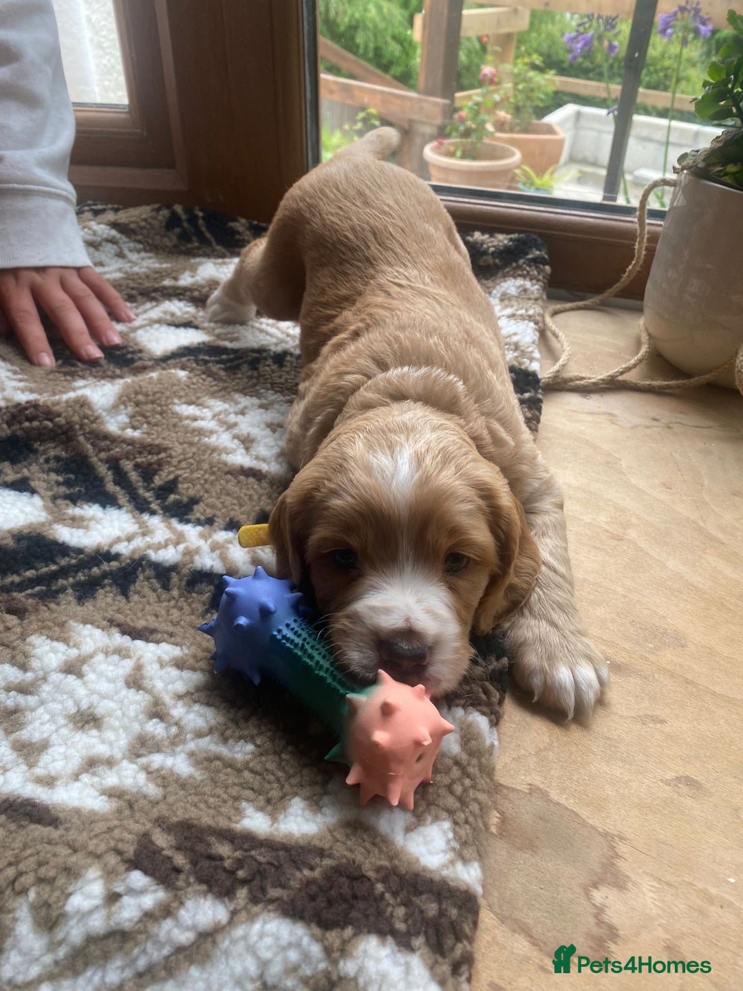 Cocker Spaniel dogs for sale: Golden & Red Working Cocker Spaniel Puppies - Image 14