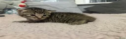 Mixed Breed cats for sale: Kittens mixed  - Advert 4