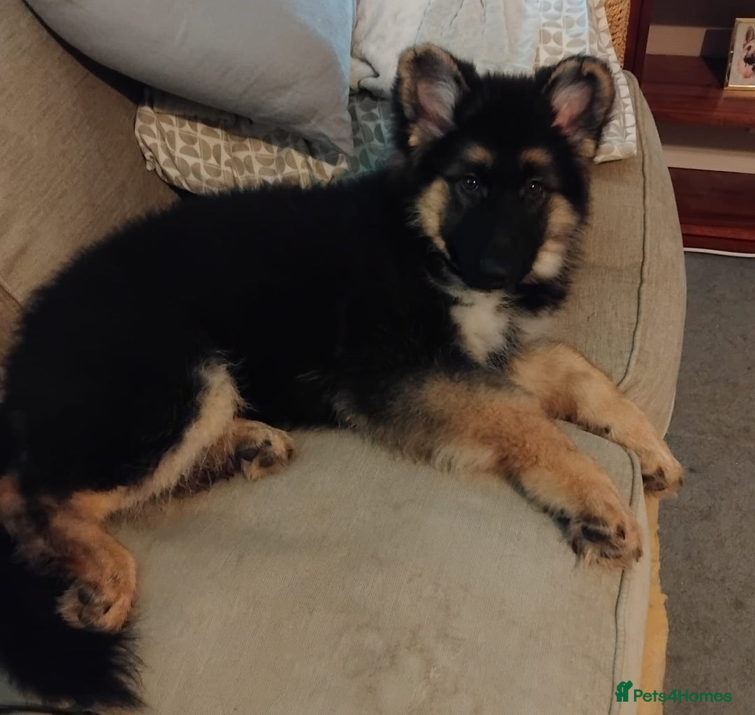 German Shepherd dogs for sale: Female German shepherd pup (Woo) - Advert 3