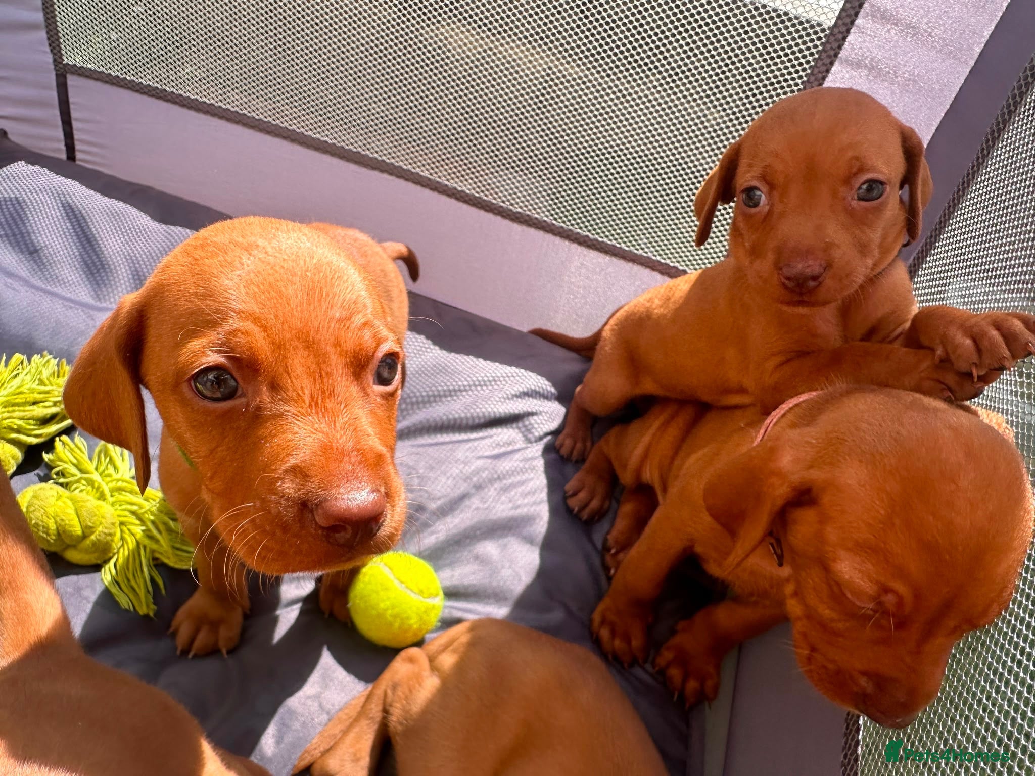 Hungarian Vizsla dogs Stunning Hungarian vizsla puppies x9 - Advert 2