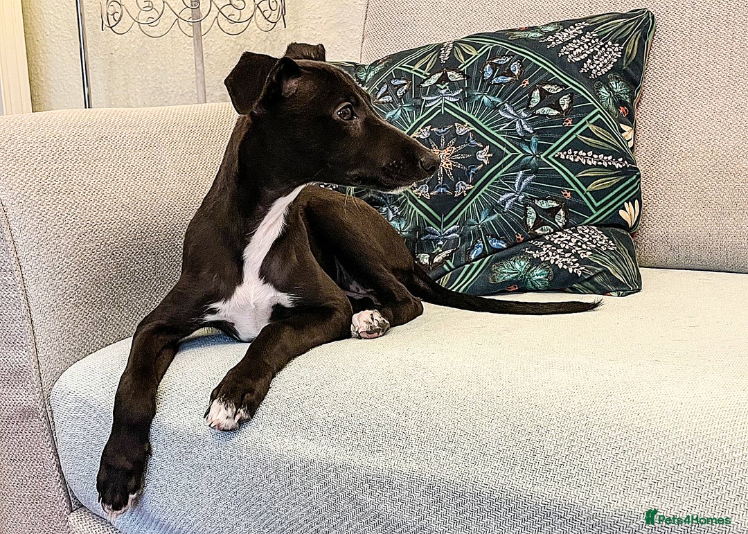 Whippet dogs for sale: Pedigree Whippet Purebred Girl now available - Image 1