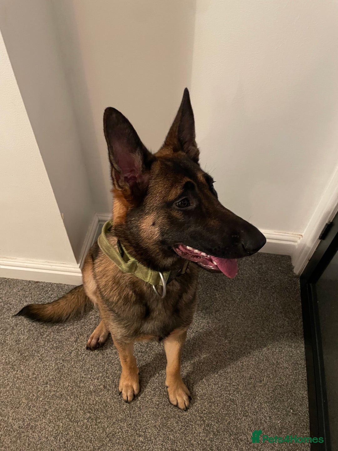 Belgian Shepherd Dog dogs for sale: Belgian Shepherd Malinois Pup Female  - Advert 3