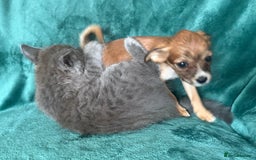 Chihuahua dogs for sale: Chihuahua X Puppies - Image 31