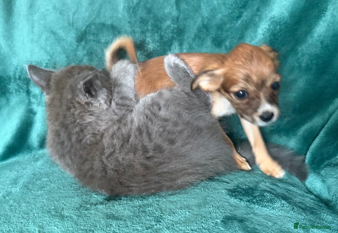 Chihuahua dogs for sale: Chihuahua X Puppies - Image 31