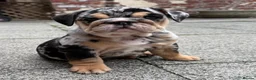 English Bulldog dogs for sale: KC reg black Merle bitch 💖 in Southport - Advert 9