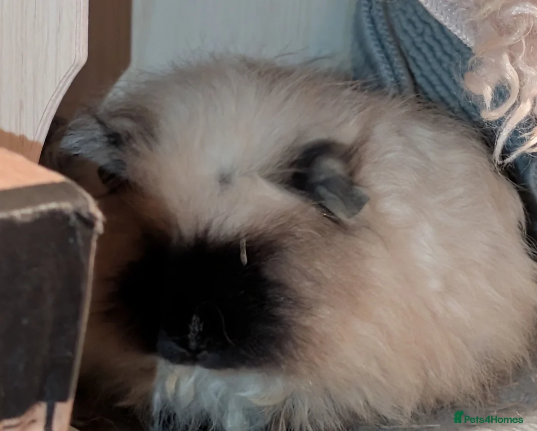 Guinea Pig rodents for sale: Duo boar Guinea pig in Leeds - Advert 3