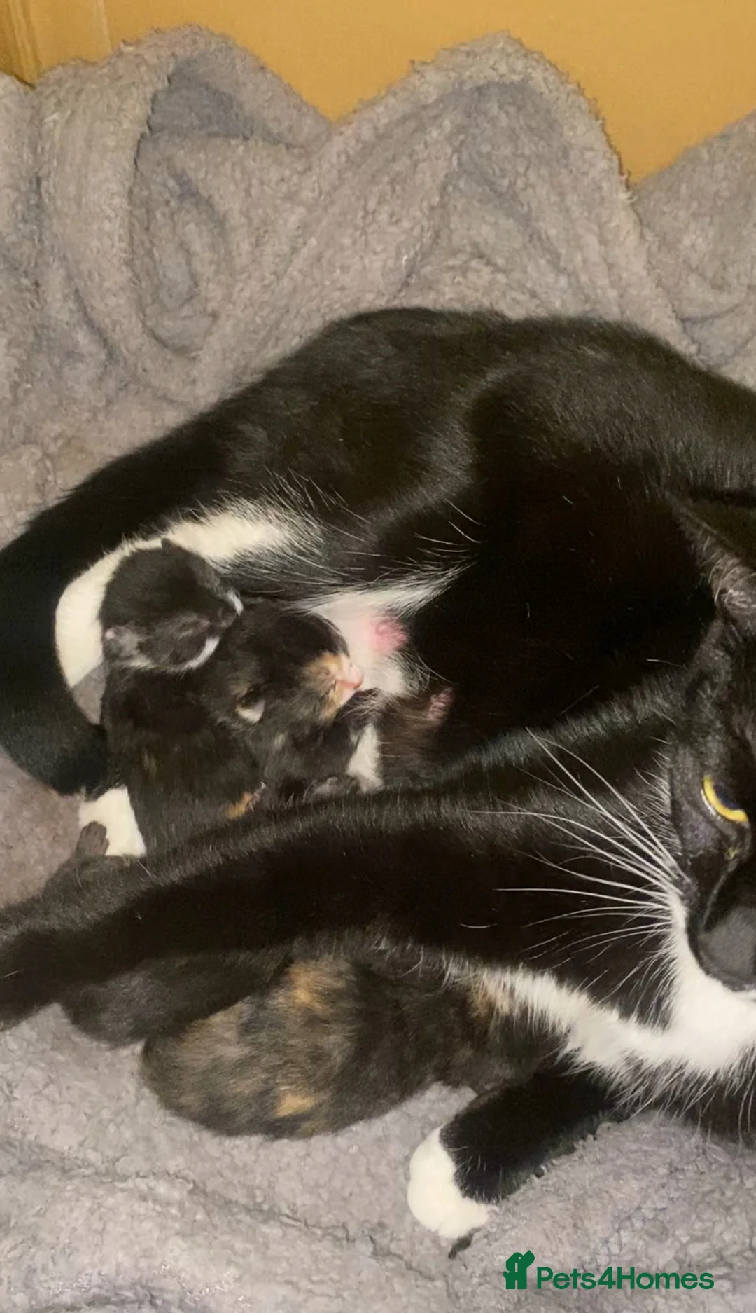 Mixed Breed cats for sale: 3 calico and 1 tortoiseshell girls - Advert 2