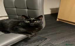 Mixed Breed cats for sale: Beautiful black kitty for sale - Image 1