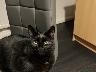 Mixed Breed cats - Advert 11