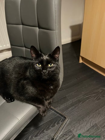 Mixed Breed cats - Advert 1