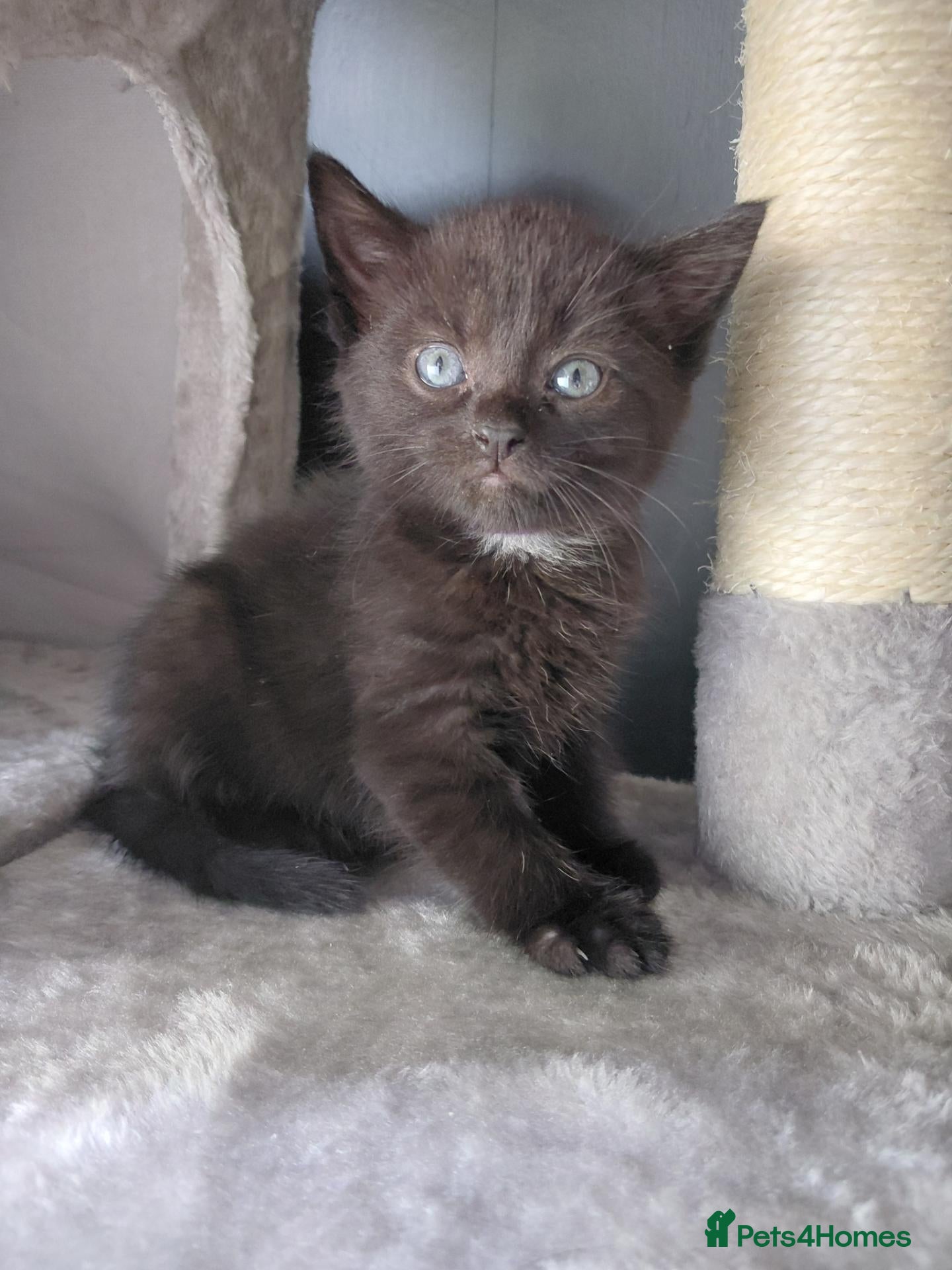 Mixed Breed cats Beautiful black fluffy babies 2 left - Advert 1