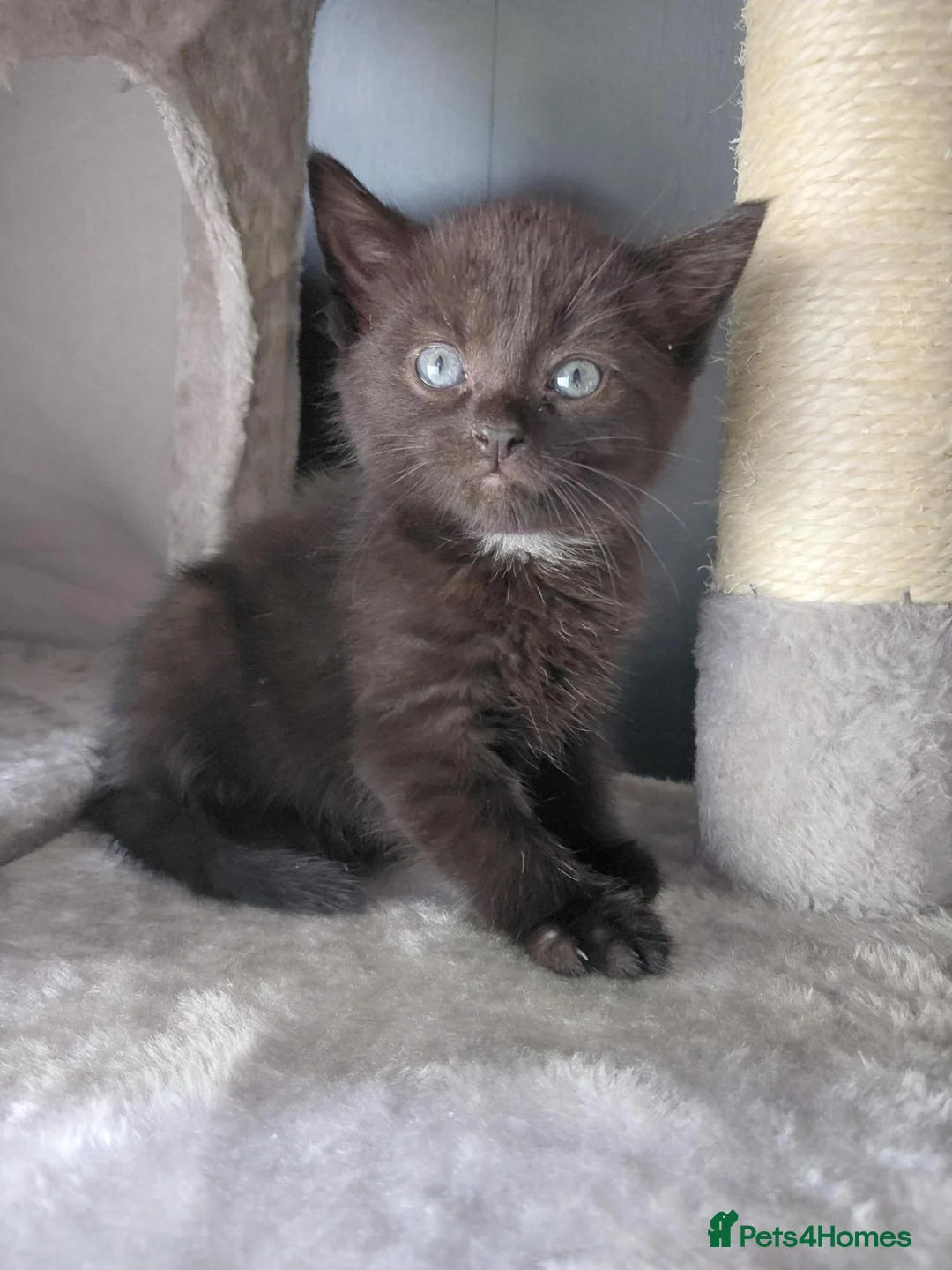 Mixed Breed cats for sale: Beautiful black fluffy babies 2 left - Advert 1