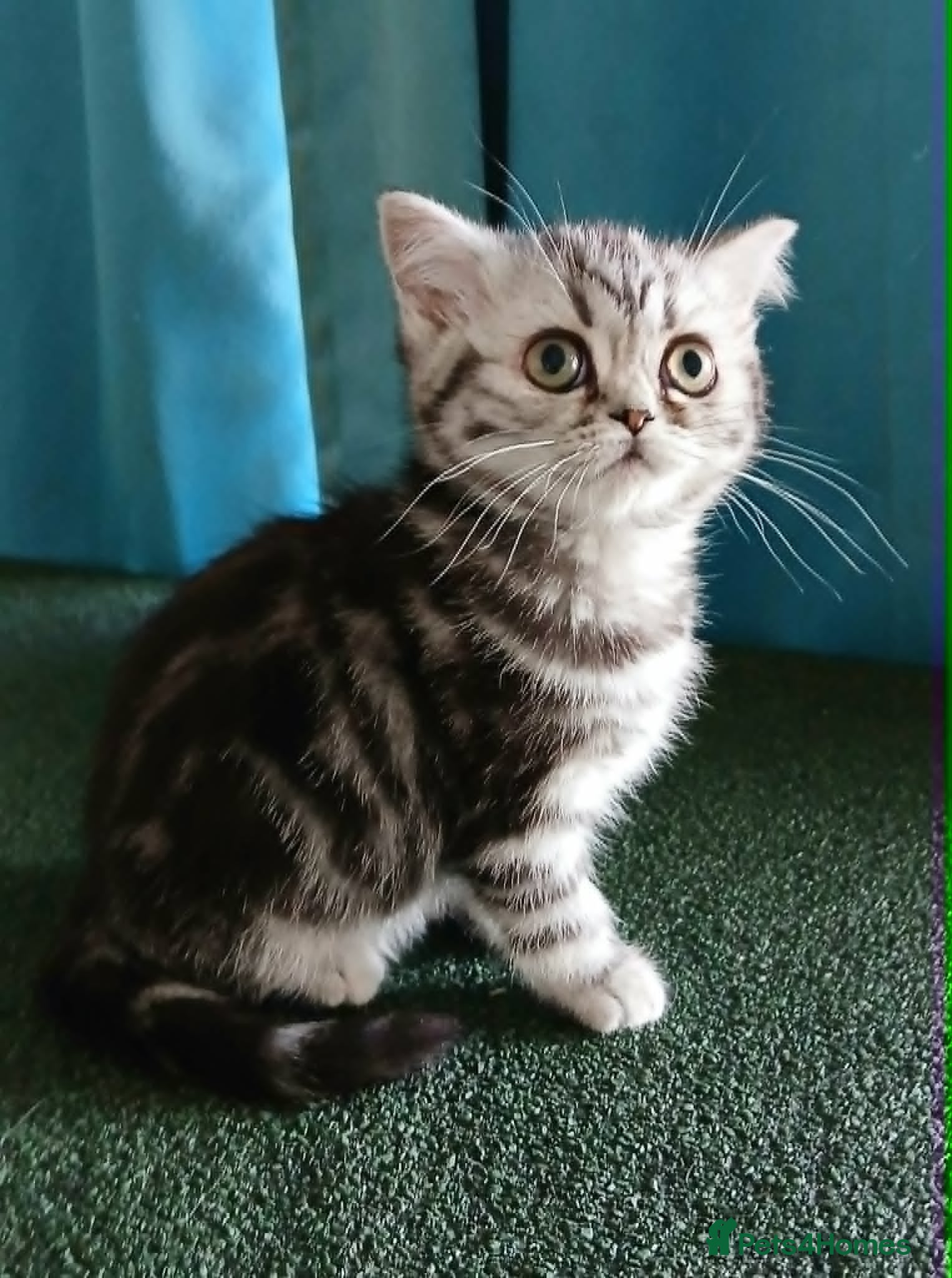 British Shorthair cats Bsh. Silver Classic Tabby.  - Advert 16