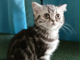 British Shorthair cats Bsh. Silver Classic Tabby. - Advert 16