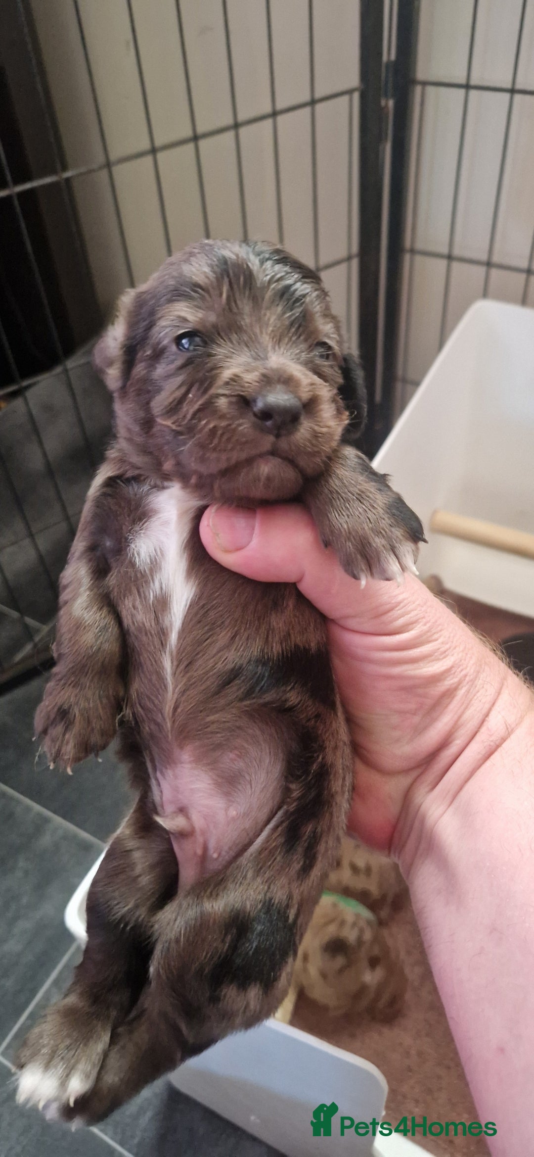 Cocker Spaniel dogs for sale: Cocker Puppies - Image 7