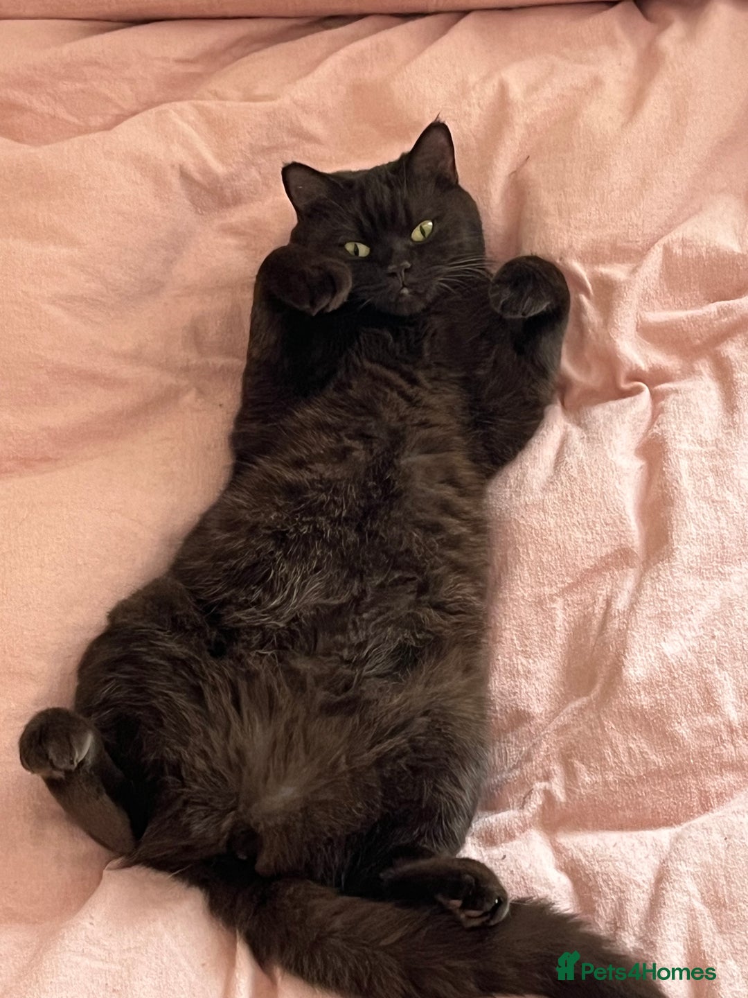 British Shorthair cats for sale: British Shorthair Cross Kittens - Advert 4