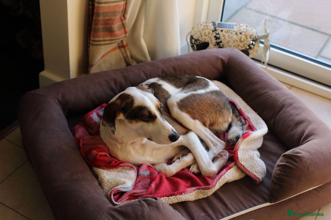 Mixed Breed dogs for sale: Sweet boy Hudson looking for his family  - Advert 2