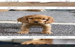 Cocker Spaniel dogs for sale: KC Golden Show Spaniels - Image 10
