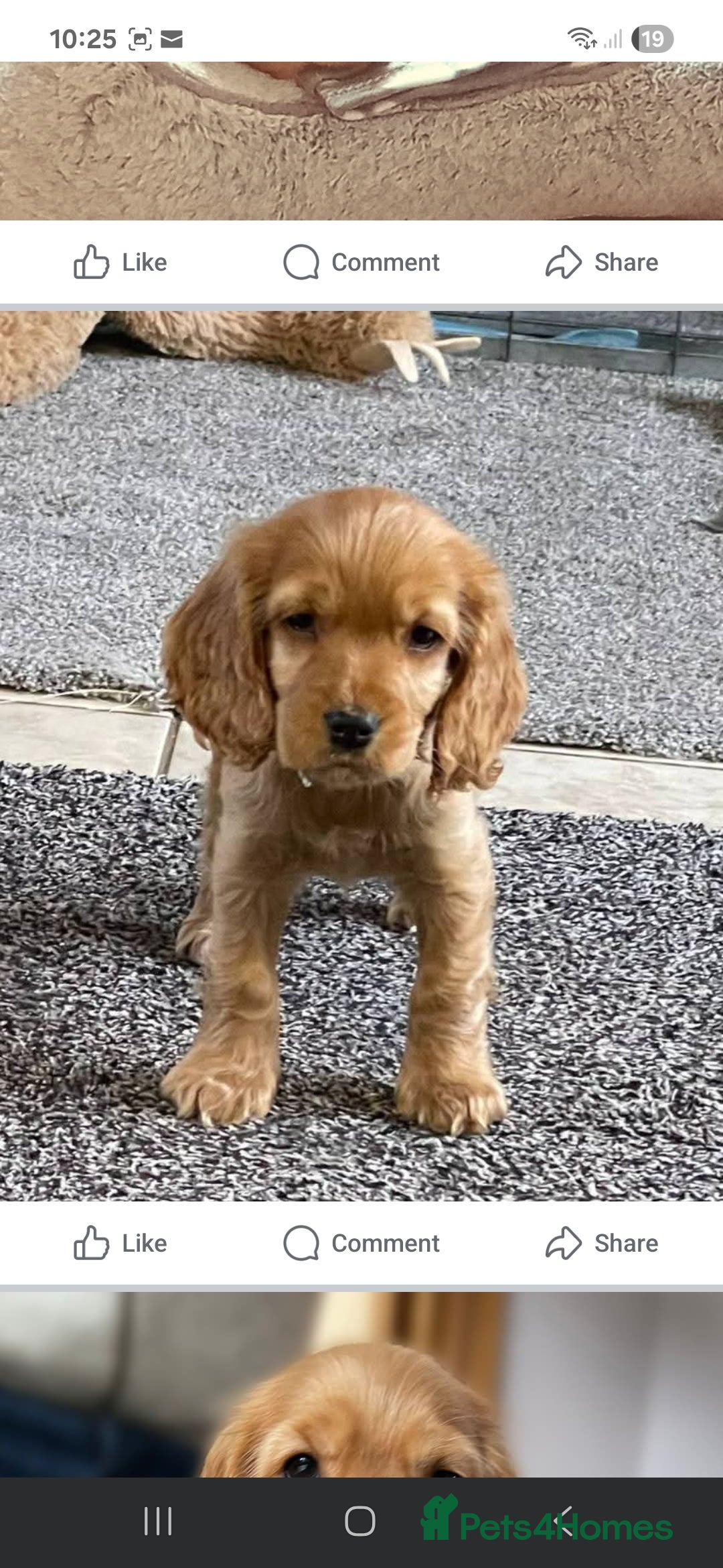 Cocker Spaniel dogs for sale: KC Golden Show Spaniels - Image 10