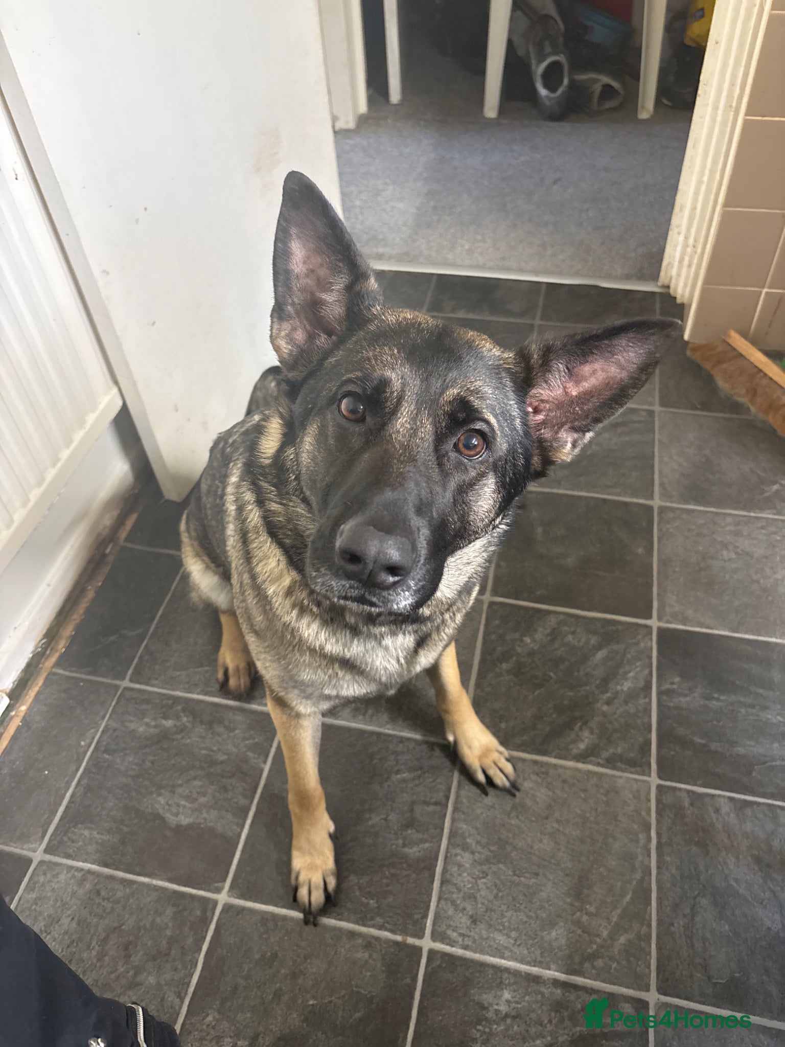 German Shepherd dogs Girl German Shepard looking to breed with a male  - Advert 4