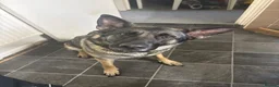 German Shepherd dogs for stud: Girl German Shepard looking to breed with a male  in Runcorn - Advert 1