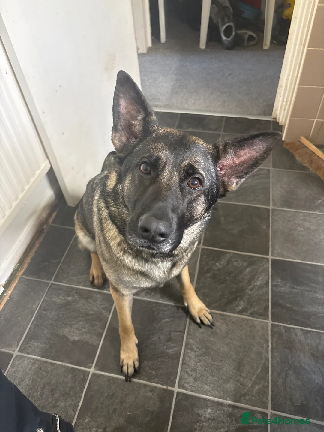 German Shepherd dogs for stud: Girl German Shepard looking to breed with a male  in Runcorn - Advert 1
