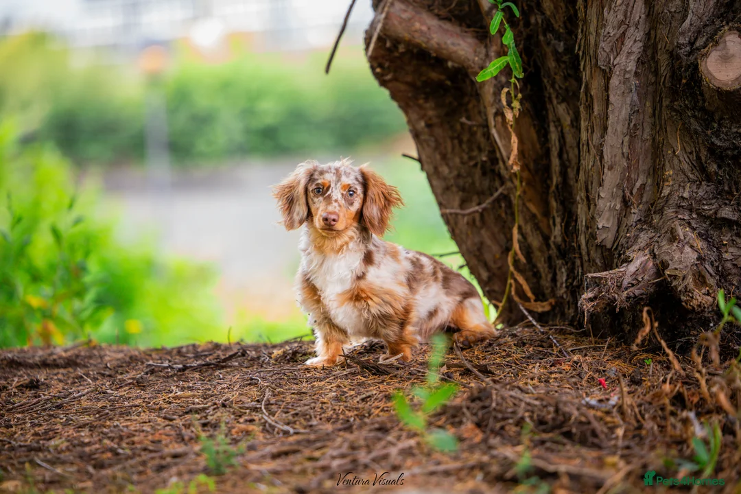 Dachshund dogs for stud: Dapple chocolate tan  in Bedford - Advert 10