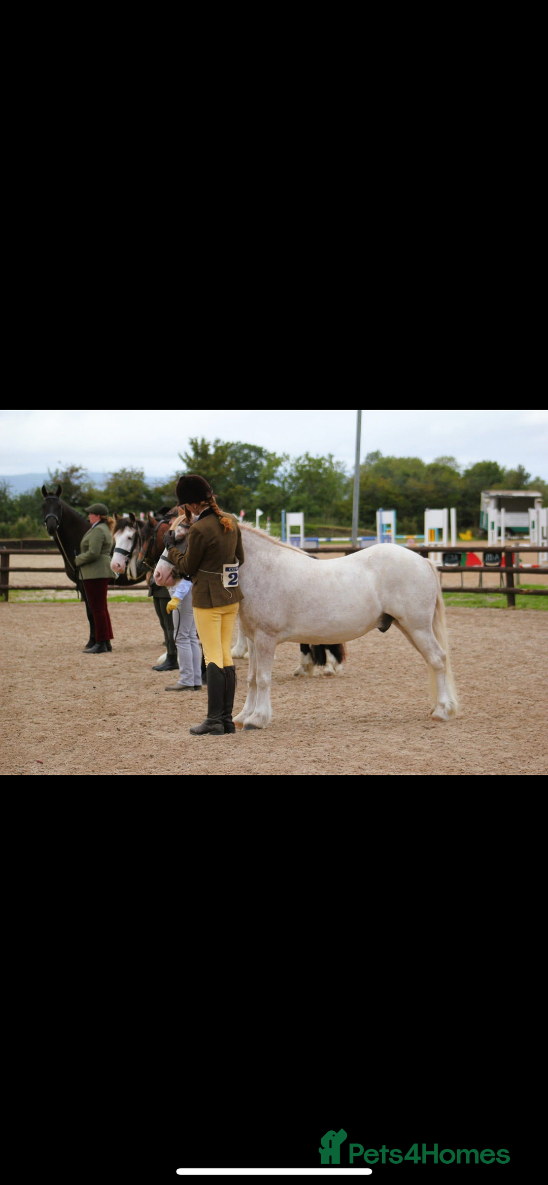 Irish Cob horses for sale: Unbacked 5 year old Gelding  - Image 5