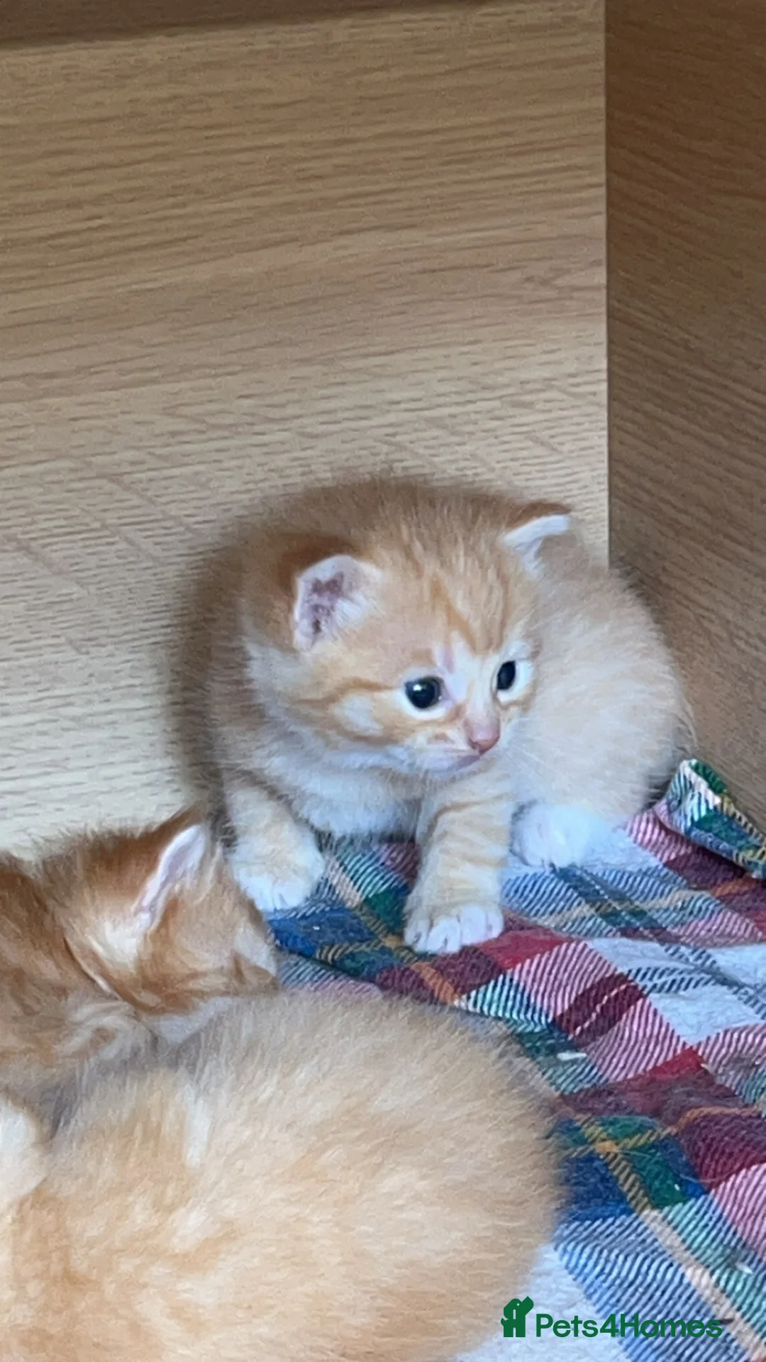 Mixed Breed cats for sale: 2 beautiful ginger boys left  - Advert 2