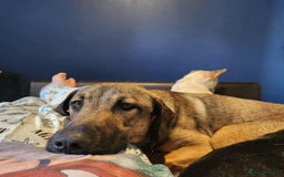 Mixed Breed dogs for adoption: Foster is 10 months old  - Image 1