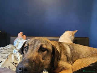 Mixed Breed dogs Foster is 10 months old - Advert 9