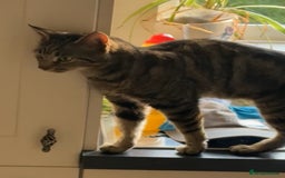 Scottish Fold cats for sale: Scottish straight cross  - Image 2