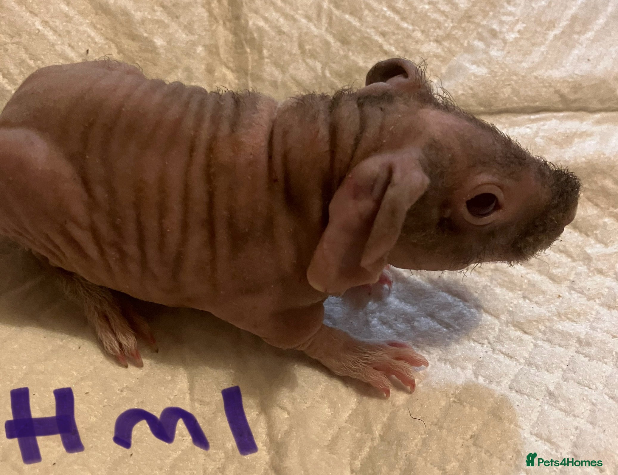 Guinea Pig rodents Well handled skinny pigs.  - Advert 15